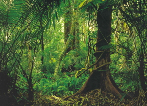 rainforestsm
